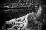 Cypress Roots