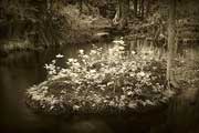 Cypress Creek