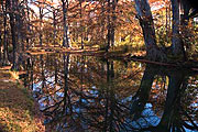 Cypress Creek